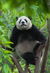 Gardinen Panda Giant panda bear climbing in tree  © wusuowei