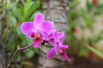 orchides