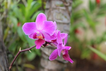 orchides