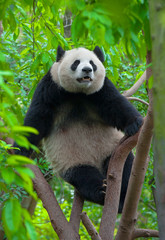 Fototapeta premium Giant panda bear climbing in tree
