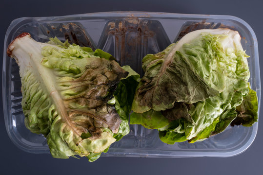 deux salades aux feuilles flétries