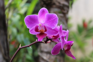 Fototapeta na wymiar orchides