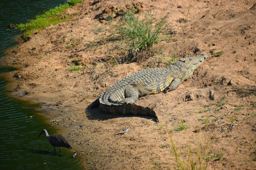 Krokodyl, Afrykański gad wygrzewa się w Słońcu na brzegu rzeki - obrazy, fototapety, plakaty