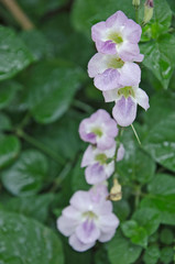 Ganges primrose flowers with small dew drops