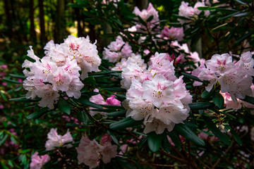 屋山のシャクナゲ