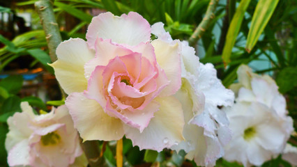 Sweet petals of  desert rose flowers on the tree