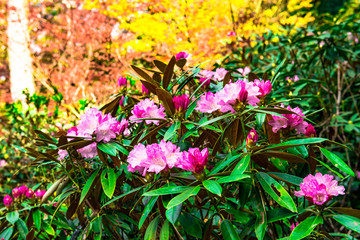 屋山のシャクナゲ
