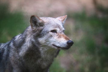 Mackenzie Valley wolf side profile