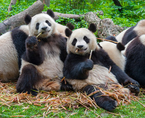Cute giant panda bears eating bamboo