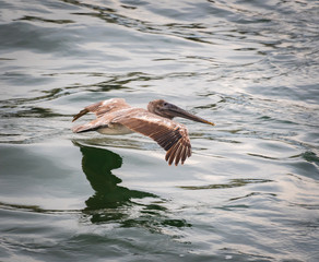 Brown Pelican flying over ocean at Sunshine Skybridge in St. Petersburg Florida.