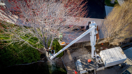 Tree service removing a Maple tree in the Spring time