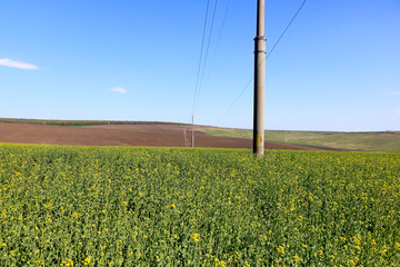 Rapeseed Fiels