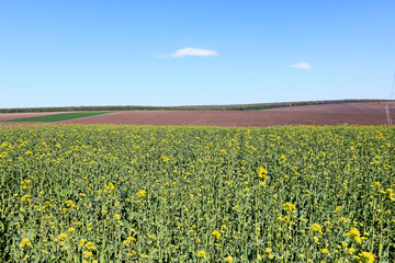 Rapeseed Fiels