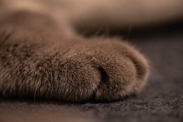 Cute Cat Paw Closeup