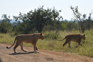Lwy na safari w Republice Południowej Afryki - RPA - obrazy, fototapety, plakaty