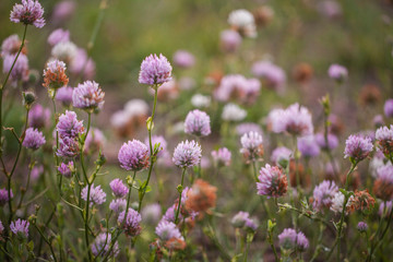 Summer meadow