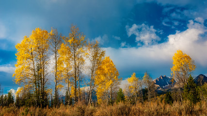 Tall autumn trees with a cloudy sky before an Idaho mountain range