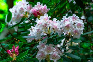 屋山のシャクナゲ