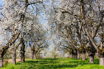 Fototapeta premium Kirschblüte in Wiesbaden-Frauenstein. 08.04.2020.