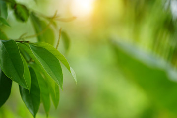 Closeup nature view of green leaf on blurred greenery background