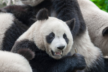 Cute giant panda bear eating bamboo