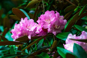 屋山のシャクナゲ