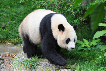 Adult giant panda bear walking