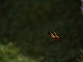 Fototapeta na wymiar wasp flying near