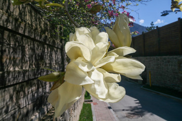 Blooming Magnolia, Sochi, Russia.