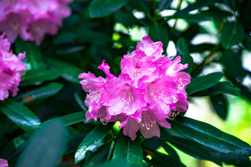 屋山のシャクナゲ