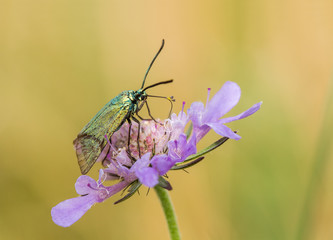 Green Forester moth, Adscita statices, feeding on a scabious flower in a meadow with a blurred straw-coloured background.