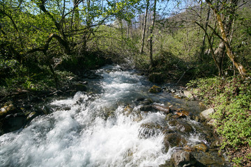 Mountain river in the spring forest, Sochi, Russia.