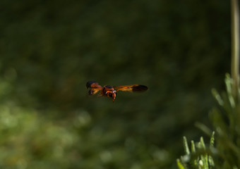 potter wasp flying near