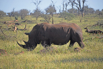 Fototapeta Nosorożec - Republika Południowej Afryki obraz