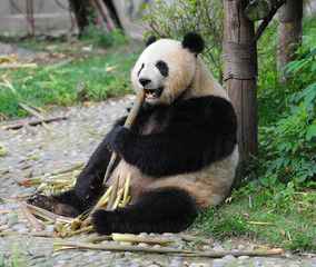Cute giant panda bear eating bamboo