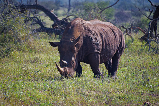 Fototapeta Nosorożec na safari w Afryce południowej
