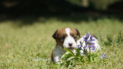 Welpe, junger Hund sitzt neben Blumen im Garten 