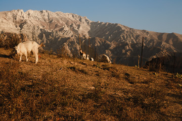 Flock of sheep and goat in the Uzbekistan mountains. Sunny summer scene in the mountain hill....