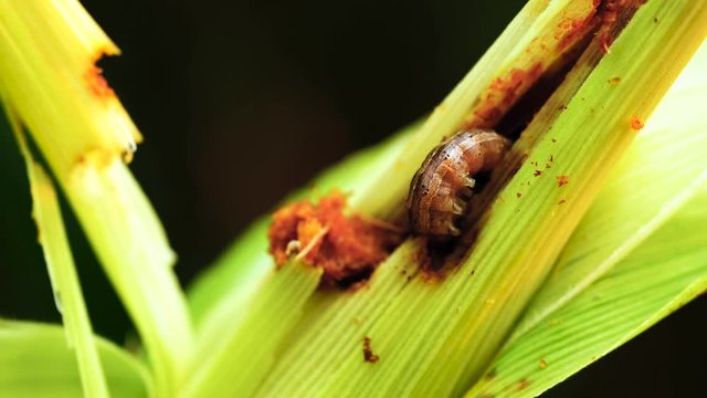 Fall armyworm can be one of the more difficult insect pests to control in field corn.
