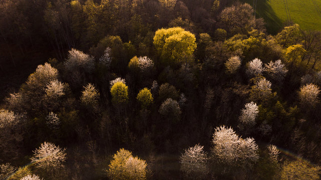 Beautiful and colorful evening country side aerial drone view with bright white blossom tress. Landscape view with orange low natural sun © Ricardo