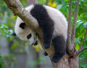 Cute giant panda bear sleeping