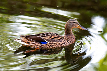 Wild duck swimming in the water