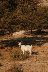 Flock of sheep and goat in the Uzbekistan mountains. Sunny summer scene in the mountain hill....