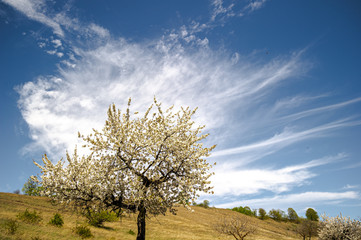 Fototapeta na wymiar blue skies hill and tree