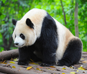 Adult giant panda bear