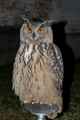 Gufo reale su posatoio