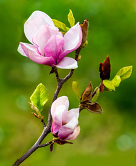 Blooming pink magnolia. Branch with magnolia flowers.