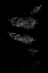 Photograph of a falling bustard feather