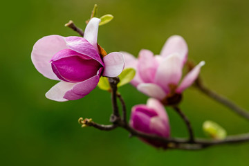Fototapeta na wymiar Blooming pink magnolia. Branch with magnolia flowers.