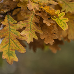 Oak leaves